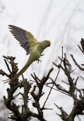 Perruche à collier - Psittacula krameri - Rose-ringed Parakeet<br>Région parisienne