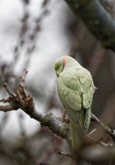 Perruche à collier - Psittacula krameri - Rose-ringed Parakeet<br>Région parisienne