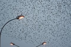 Étourneaux sansonnets - Sturnus vulgaris - Common Starling<br>Vendée