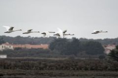 Cygne tuberculé - Cygnus olor - Mute Swan<br>Vendée