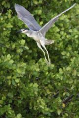 Bihoreau gris - Nycticorax nycticorax - Black-crowned Night Heron - Saint-Martin