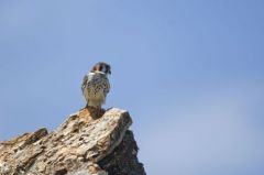 Crécerelle d’Amérique - Falco sparverius - American Kestrel - Saint-Martin