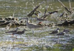 Courlis corlieu - Numenius phaeopus - Whimbrel<br>Saint-Martin