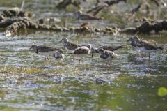 Courlis corlieu - Numenius phaeopus - Whimbrel<br>Saint-Martin