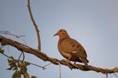 Tourterelle à queue carrée - Zenaida aurita - Zenaida Dove<br>Saint-Martin