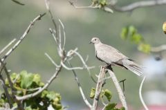 Tourterelle turque - Streptopelia decaocto - Eurasian Collared Dove<br>Saint-Martin