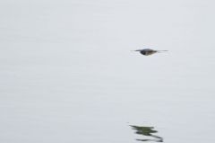 Hirondelle de fenêtre<br>Delichon urbicum - Common House Martin<br>Région Parsienne