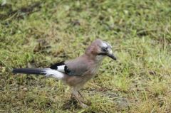 Geai des chênes<br>Garrulus glandarius - Eurasian Jay<br>Région Parsienne