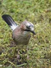 Geai des chênes<br>Garrulus glandarius - Eurasian Jay<br>Région Parsienne