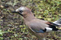 Geai des chênes<br>Garrulus glandarius - Eurasian Jay<br>Région Parsienne