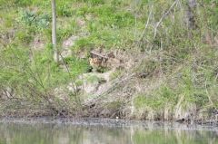 Renard roux - Vulpes vulpes</i><br>Région Parsienne