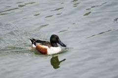 Canard Souchet ♂<br>Anas clypeata - Northern Shoveler<br>Région parisienne