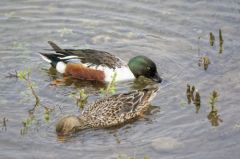 Canard Souchet ♂<br>Anas clypeata - Northern Shoveler<br>Région parisienne