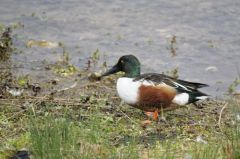 Canard Souchet ♂<br>Anas clypeata - Northern Shoveler<br>Région parisienne