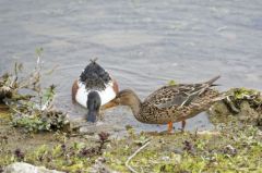 Canard Souchet<br>Anas clypeata - Northern Shoveler<br>Région parisienne