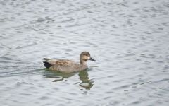 Canard Chipeau ♀<br>Anas strepera - Gadwall<br>Région parisienne