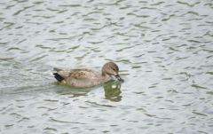 Canard Chipeau ♀<br>Anas strepera - Gadwall<br>Région parisienne