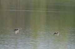 Canard Chipeau ♀<br>Anas strepera - Gadwall<br>Région parisienne