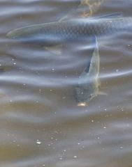 Carpe commune - Cyprinus carpio - Région parisienne