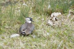 Vanneau huppé<br>Vanellus vanellus - Northern Lapwing<br>Région Parsienne