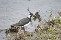 Vanneau huppé<br>Vanellus vanellus - Northern Lapwing<br>Région Parsienne