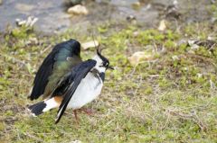 Vanneau huppé<br>Vanellus vanellus - Northern Lapwing<br>Région Parsienne