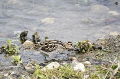 Bécassine des marais<br>Gallinago gallinago - Common Snipe<br>Région Parsienne