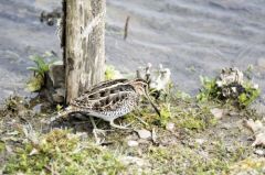 Bécassine des marais<br>Gallinago gallinago - Common Snipe<br>Région Parsienne