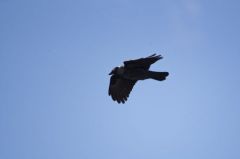 Choucas des tours<br>Coloeus monedula - Western Jackdaw<br>Vendée