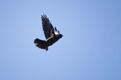 Choucas des tours<br>Coloeus monedula - Western Jackdaw<br>Vendée