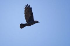 Choucas des tours<br>Coloeus monedula - Western Jackdaw<br>Vendée