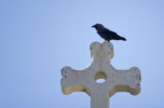 Choucas des tours<br>Coloeus monedula - Western Jackdaw<br>Vendée