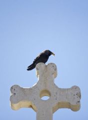 Choucas des tours<br>Coloeus monedula - Western Jackdaw<br>Vendée