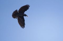 Choucas des tours<br>Coloeus monedula - Western Jackdaw<br>Vendée