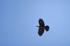 Choucas des tours<br>Coloeus monedula - Western Jackdaw<br>Vendée