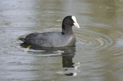 Foulque macroule<br>Fulica atra - Eurasian Coot<br>Région Parsienne