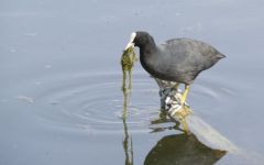 Foulque macroule<br>Fulica atra - Eurasian Coot<br>Région Parsienne