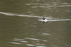 Garrot à oeil d'or (♂)<b>Bucephala clangula - Common Goldeneye<br>Région parisienne