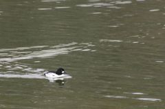 Garrot à oeil d'or (♂)<b>Bucephala clangula - Common Goldeneye<br>Région parisienne