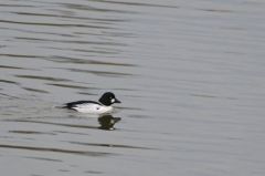 Garrot à oeil d'or (♂)<b>Bucephala clangula - Common Goldeneye<br>Région parisienne