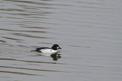 Garrot à oeil d'or (♂)<b>Bucephala clangula - Common Goldeneye<br>Région parisienne