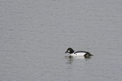 Garrot à oeil d'or (♂)<b>Bucephala clangula - Common Goldeneye<br>Région parisienne