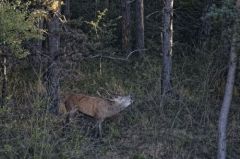 Cerf élaphe<br>Cervus elaphus<br>Région parisienne