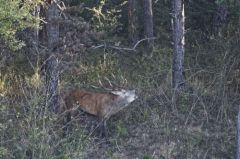 Cerf élaphe<br>Cervus elaphus<br>Région parisienne