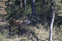 Cerf élaphe<br>Cervus elaphus<br>Région parisienne