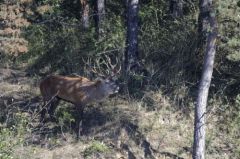 Cerf élaphe<br>Cervus elaphus<br>Région parisienne