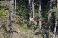 Cerf élaphe<br>Cervus elaphus<br>Région parisienne