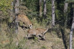 Cerf élaphe : cerf et biches<br>Cervus elaphus<br>Région parisienne