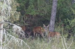 Cerf élaphe : Biches et faon<br>Cervus elaphus<br>Région parisienne