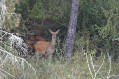 Cerf élaphe : Biches et faon<br>Cervus elaphus<br>Région parisienne